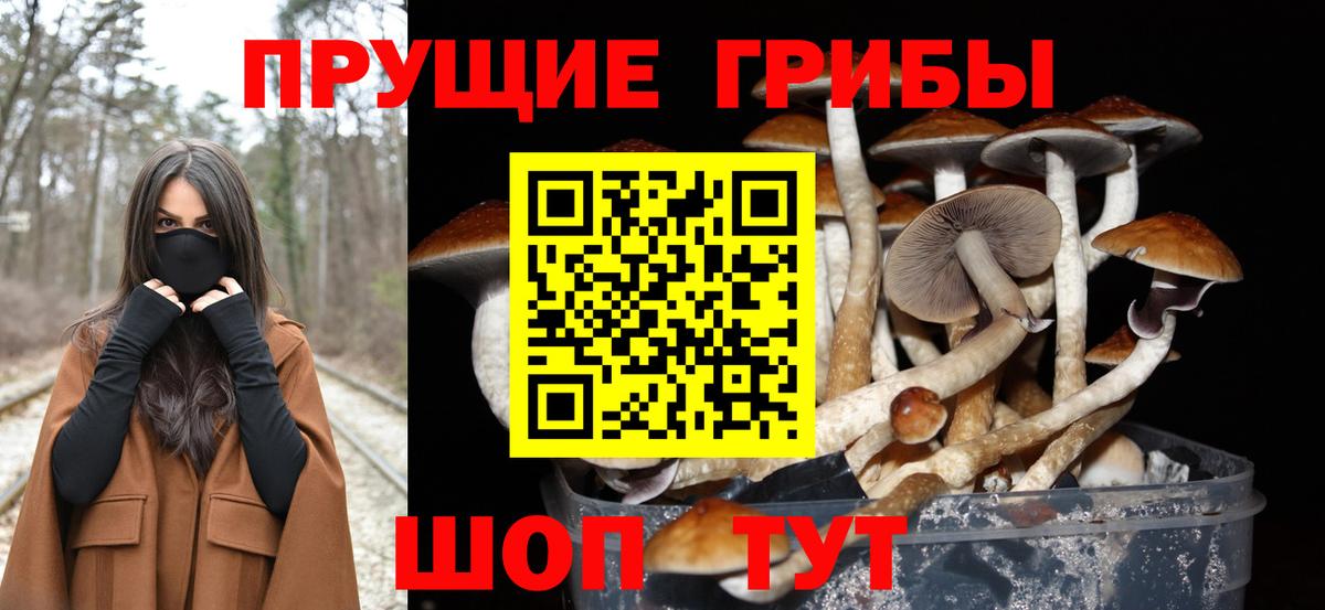 Элиста  Галлюциногенные грибы Psilocybe  Вход с VPN 